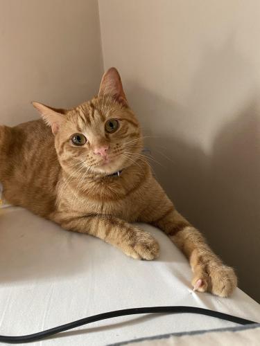 Lost Male Cat last seen Close to the train tracks and Old Web Mill rd, Greensboro, NC 27405