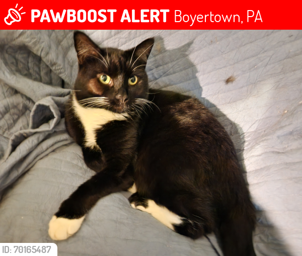 Lost Male Cat last seen Boyertown Memorial Park, Boyertown, PA 19512
