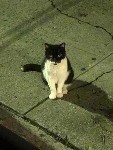 Lost Unknown Cat last seen 76th st. By 69th road, Queens, NY 11379