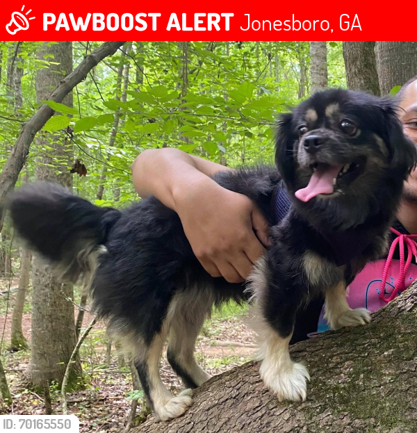 Lost Female Dog last seen Hunters ridge trailer park, Jonesboro, GA 30238