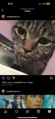 Lost Female Cat last seen Sugar pine Drive inn , Troutdale, OR 97060