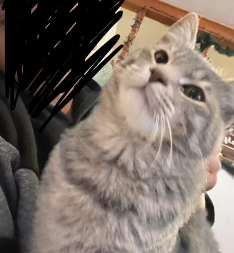 Lost Male Cat last seen 6th and slide , Lubbock, TX 79416