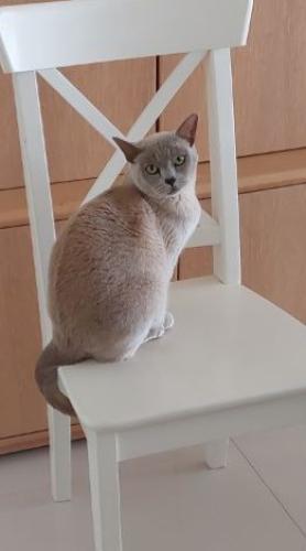 Lost Female Cat last seen Pedvin Place, Annangrove, NSW 2156