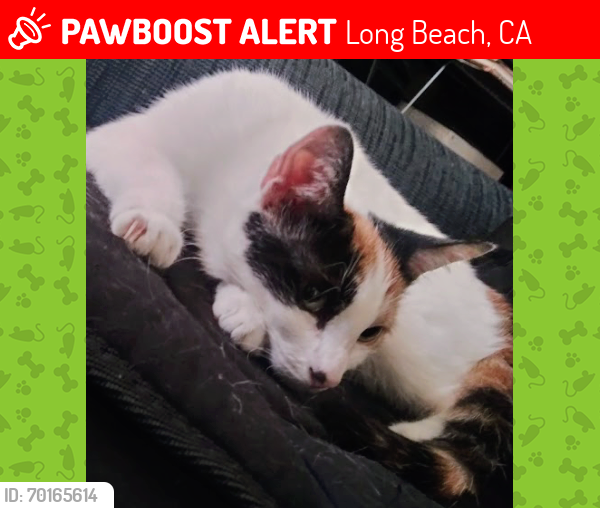 Lost Female Cat last seen Near walnut and e. 10th st, Long Beach, CA 90813