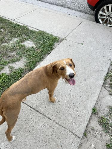 Found/Stray Male Dog last seen La Plaza cndmnium near 800 unit. , Brownsville, TX 78520