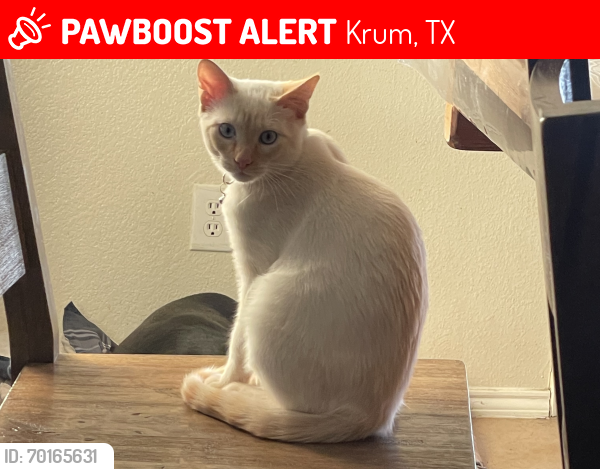 Lost Male Cat last seen Kawati way Krum Texas , Krum, TX 76249