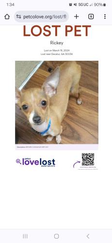 Lost Male Dog last seen CANDLER AND WHITES MILL RD., Decatur, GA 30034