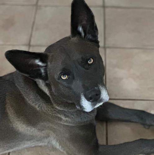 Lost Male Dog last seen Hgway 59 and fm 699, Carthage, TX 75633