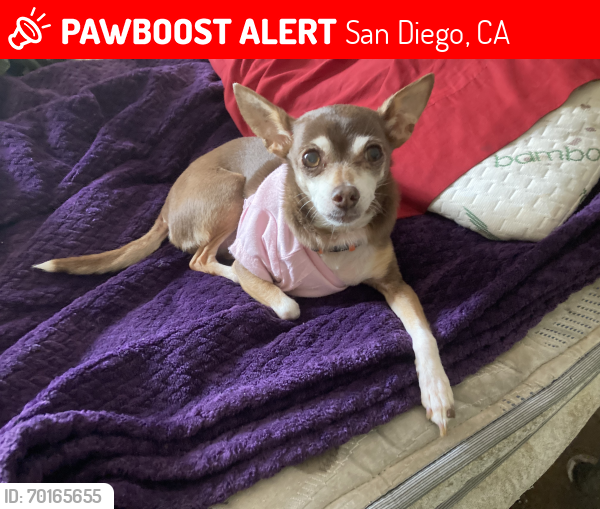 Lost Female Dog last seen Nobel, San Diego, CA 92037