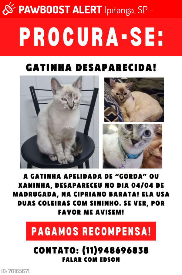 Lost Female Cat last seen Rua costa Aguiar , Ipiranga, SP 04205-002