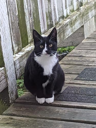 Lost Female Cat last seen Kawtin road and Skawshen road , West Vancouver, BC V7P 3S5