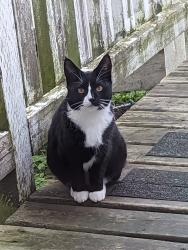 Lost Female Cat last seen Bute street, Vancouver, BC V6E 1S2