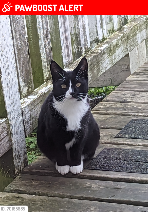 Lost Female Cat last seen Kawtin road and Skawshen road , West Vancouver, BC V7P 3S5