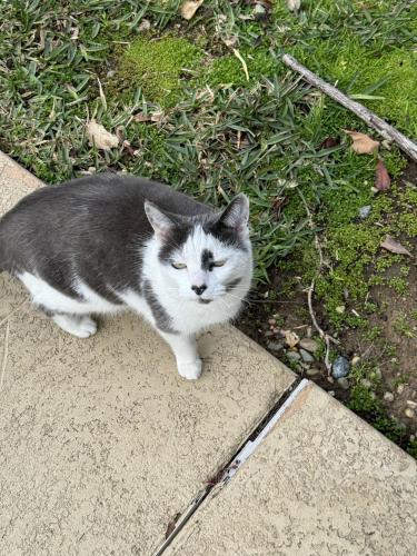 Lost Female Cat last seen Near N. Michillinda Avenue, Pasadena, CA 91107, Pasadena, CA 91107