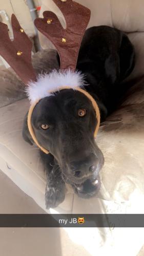 Lost Male Dog last seen golf links and prudence , Tucson, AZ 85730