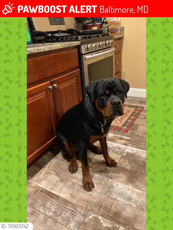Lost Male Dog last seen Belle Grove Rd, Baltimore, MD 21225