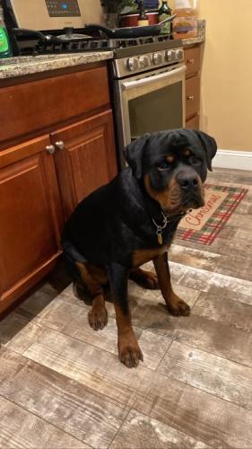 Lost Male Dog last seen Belle Grove Rd, Baltimore, MD 21225