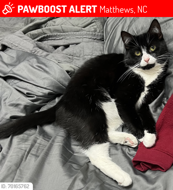 Lost Female Cat last seen Wythe Ct and Nedmore Ct, Matthews, NC 28105