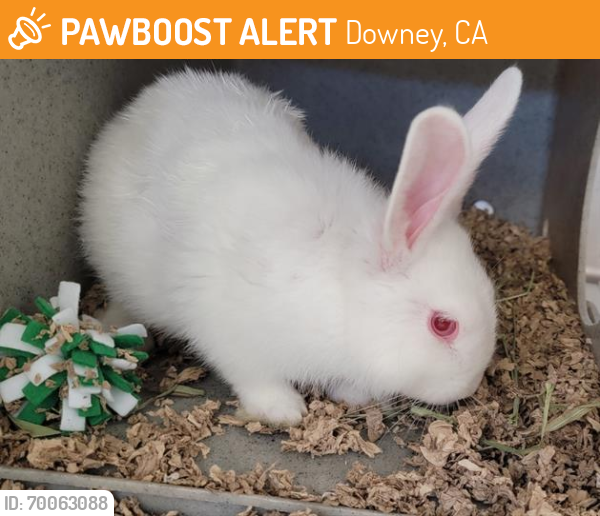 Shelter Stray Male Other last seen , Downey, CA 90242