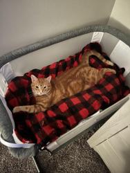 Lost Male Cat last seen Dyer, El Paso, TX 79924