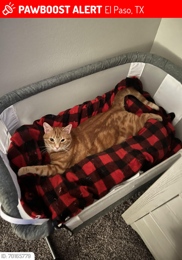 Lost Male Cat last seen Dyer, El Paso, TX 79924