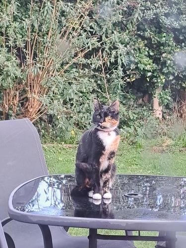 Lost Female Cat last seen New Fields Avenue/Hallam Crescent East  Braunstone , Leicester, England LE3 1GW