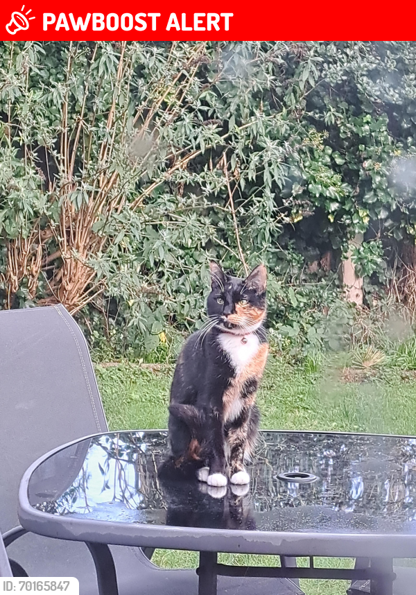 Lost Female Cat last seen New Fields Avenue/Hallam Crescent East  Braunstone , Leicester, England LE3 1GW