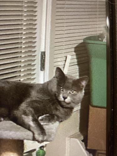 Lost Male Cat last seen Springbrook and E Fernwood Road , Newberg, OR 97132