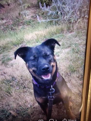 Lost Female Dog last seen Se 90th st and  se Clackamas rd, Clackamas, OR 97015