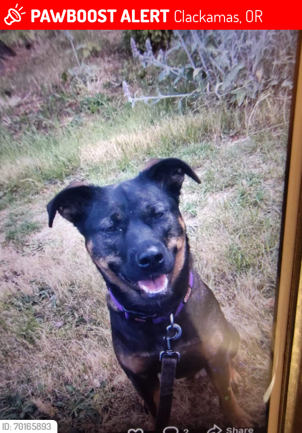 Lost Female Dog last seen Se 90th st and  se Clackamas rd, Clackamas, OR 97015