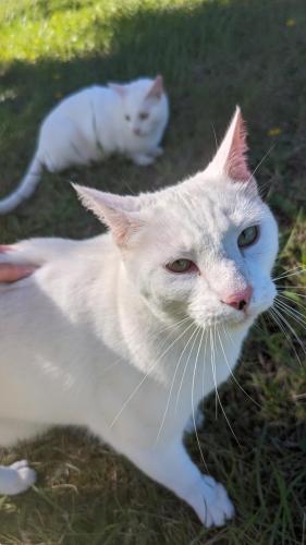 Lost Male Cat last seen Near sherman street, port townsend, wa 98368, Port Townsend, WA 98368