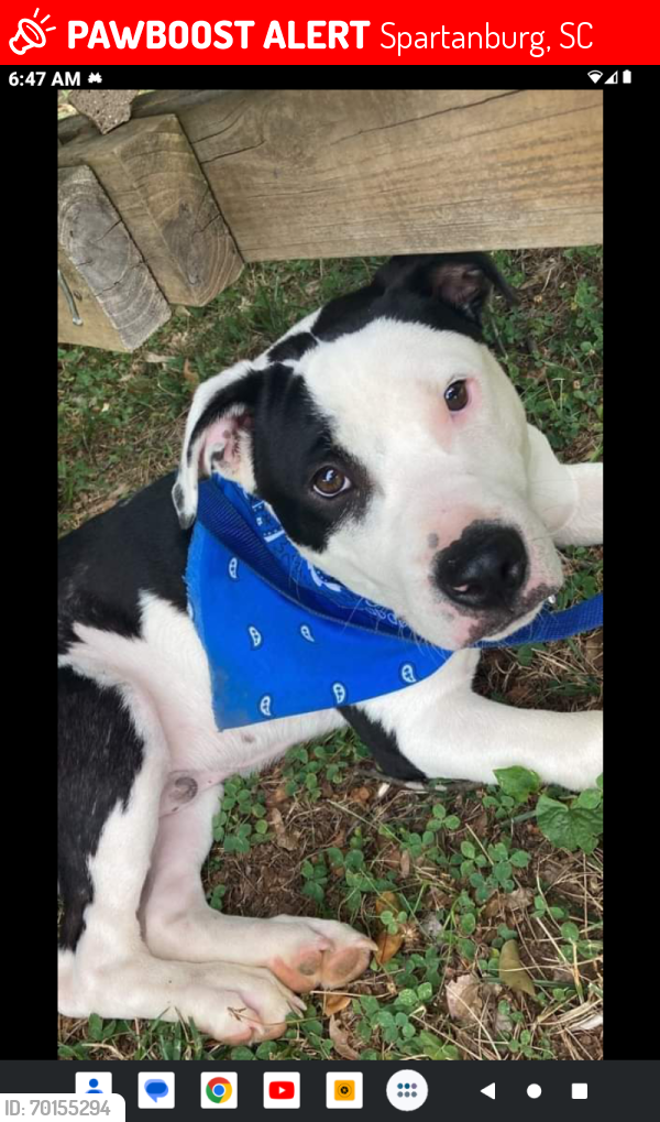 Spartanburg SC Lost Male Dog Fat Fat Is Missing PawBoost