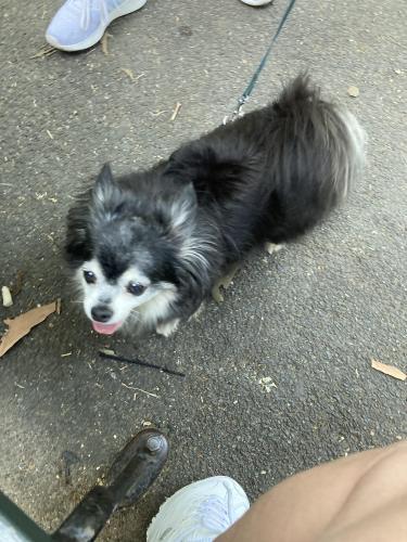 Lost Male Dog last seen Ready and Creek Rds, Ash Township, MI 48117