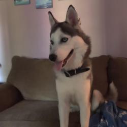Lost Female Dog last seen Clough and Veteran's Park Clermont County, Cincinnati, OH 45245