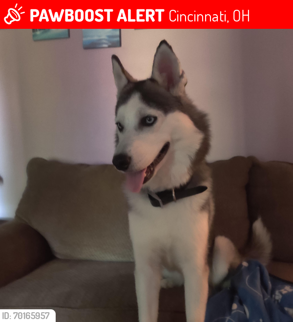 Lost Female Dog last seen Clough and Veteran's Park Clermont County, Cincinnati, OH 45245