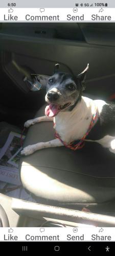 Lost Female Dog last seen Behind cemetery broadway, Tyler, TX 75702