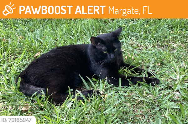 Margate, FL Stray Male Cat Found Near South Gate Road and 441 | PawBoost