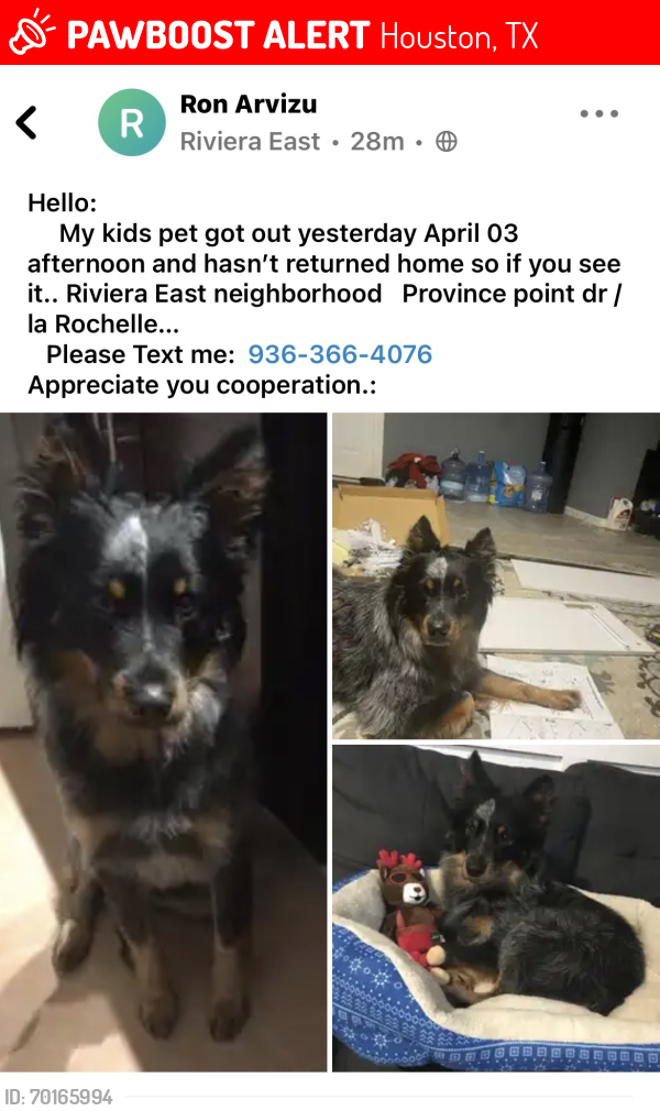 Lost Male Dog last seen Normady and Woodforest, Houston, TX 77015