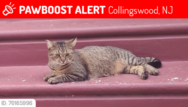 Lost Female Cat last seen Grant and Comly Aves. Collingswood, NJ, Collingswood, NJ 08107