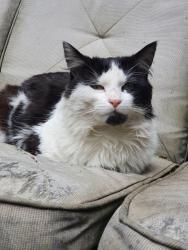 Lost Male Cat last seen Nemiur Avenue , Deer Park, VIC 3023