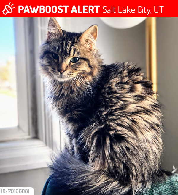 Lost Male Cat last seen 2100s and s West Temple, Salt Lake City, UT 84115