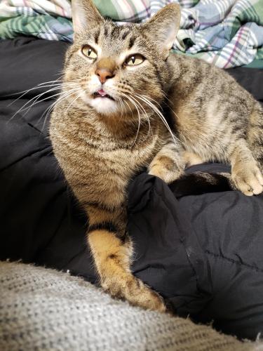 Lost Male Cat last seen Omc medical center on 2nd Ave NE, Plainview, MN 55964