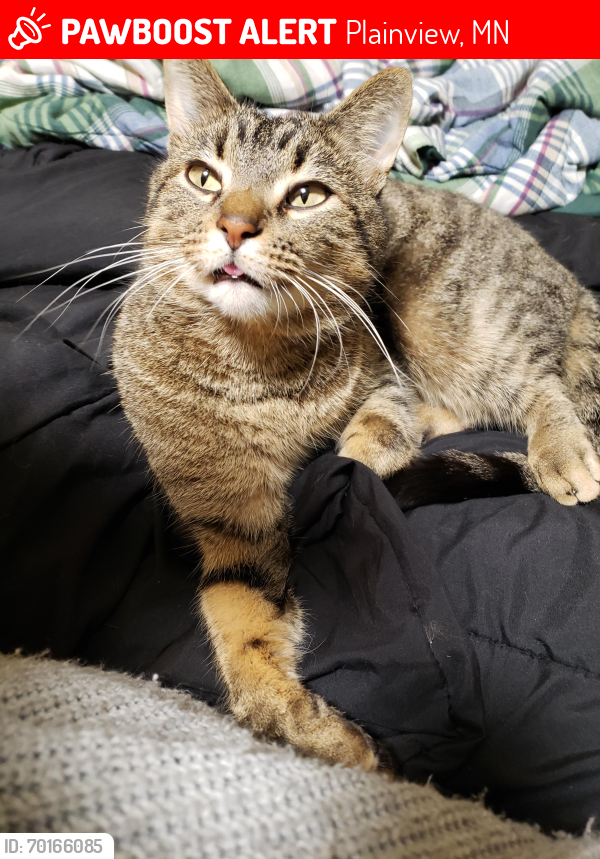 Lost Male Cat last seen Omc medical center on 2nd Ave NE, Plainview, MN 55964