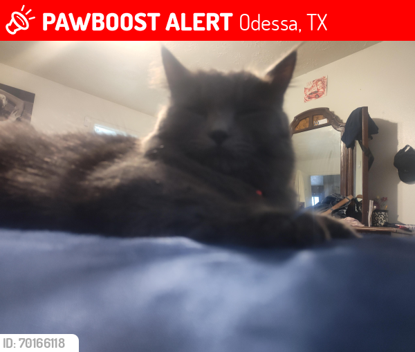 Lost Male Cat last seen Near pagewood ave, Odessa, TX 79762
