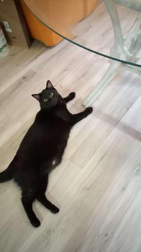 Lost Male Cat last seen Guernsey rd , Pace, FL 32571