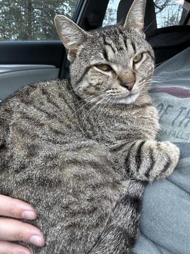 Lost Male Cat last seen Fletchers Chapel & Suitt Road, Durham, NC 27704