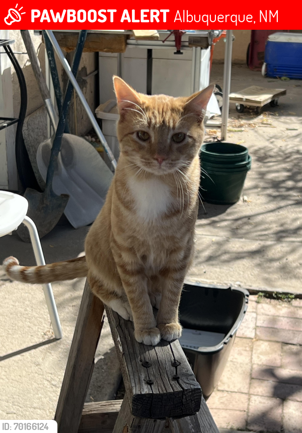 Lost Male Cat last seen Virginia St SOUTHEAST and Zuni, Albuquerque, NM 87108