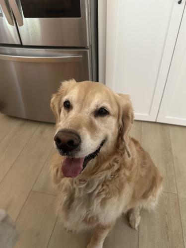 Lost Male Dog last seen Flyway Drive and Madison Ave, Fair Oaks, CA 95628