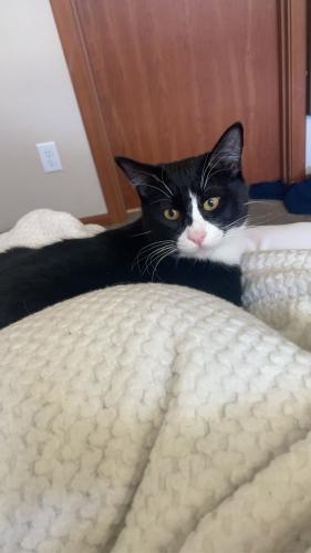 Lost Male Cat last seen w strong rd, Spokane, WA 99208