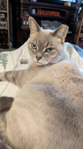 Lost Male Cat last seen Scottslawn and Industrial Parkway, Marysville, OH 43040